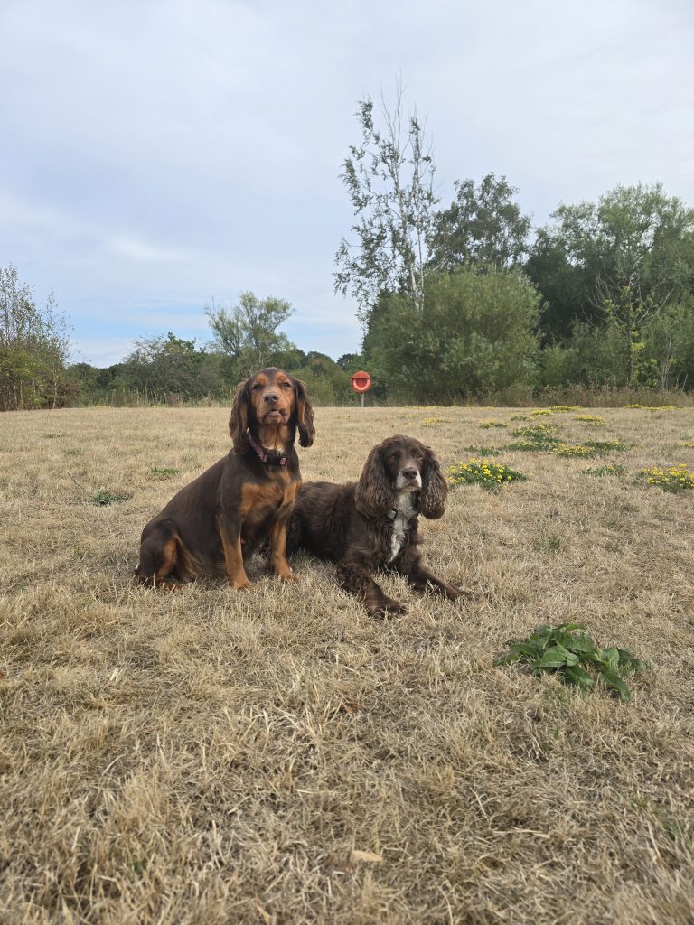 🐾 5 days to go… and a little update from us!
