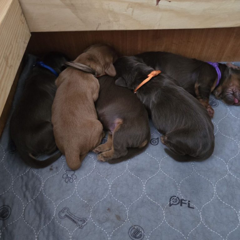 Puppy pile on ❤️🐶