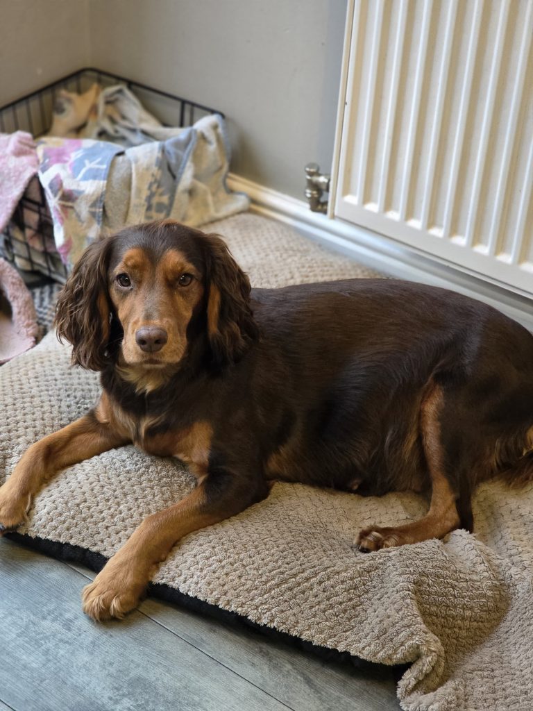 Tiger’s Due Date Has Arrived!