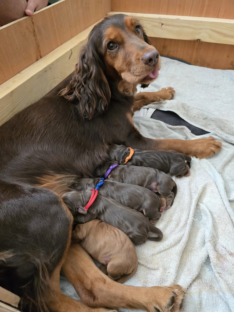 They’re Here! Tiger Has Done Amazingly ❤️