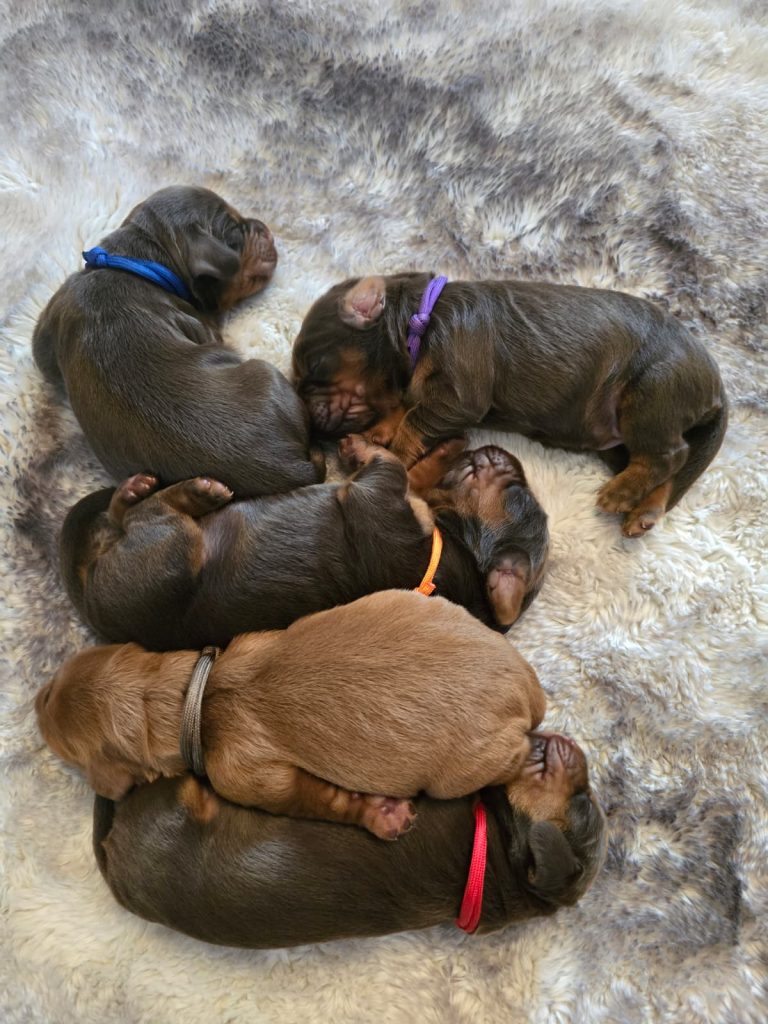 Meet Tiger’s little ones ❤️