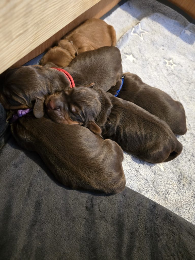 Meet Tiger’s Puppies Tomorrow ❤️