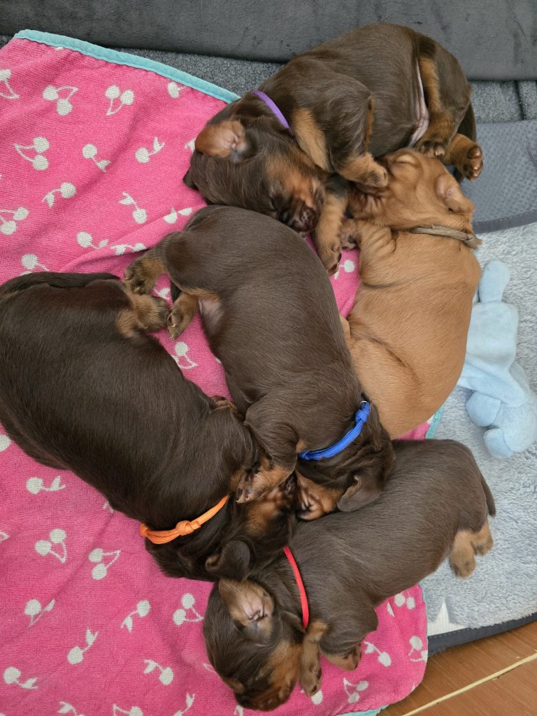 All Different Shades of Beautiful ❤️🐾