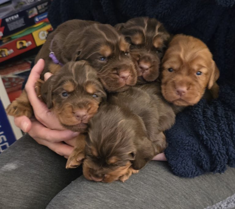 Pile of awake, wriggly, eyes-wide-open perfectness! 🐾
