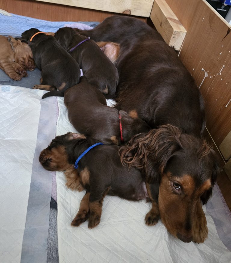 Pinned in by Puppies ❤️🐾