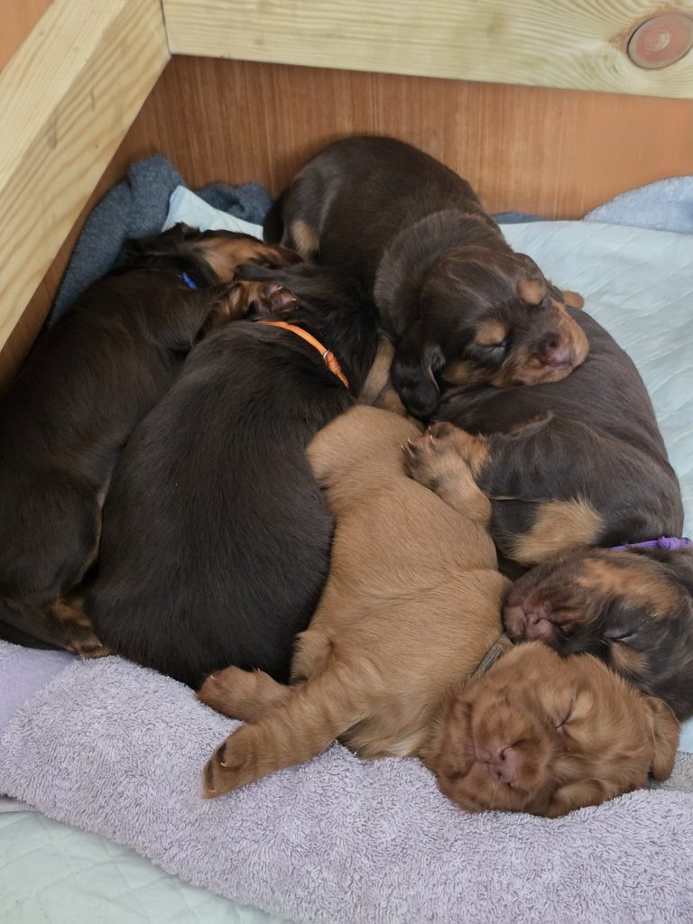 Full Tummies & Sibling Snuggles 🐾