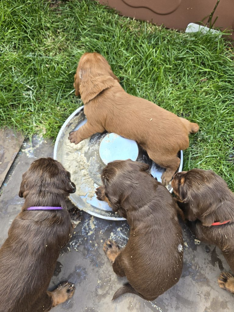 And So the Weaning Begins… 🐾🥣