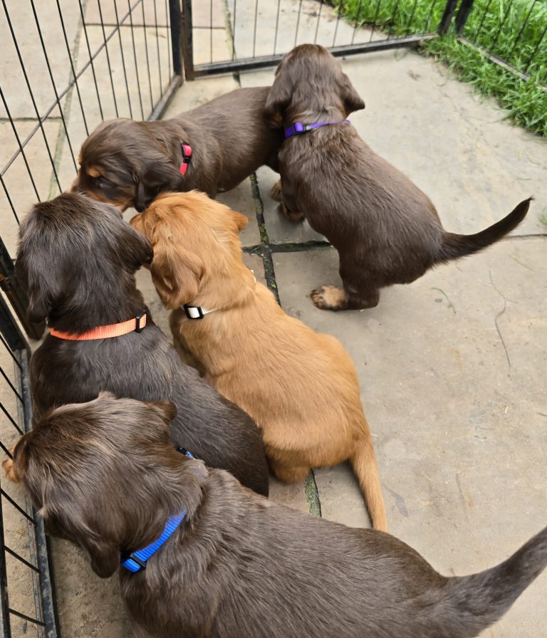 Smart New Collars for the Growing Pups! 🐾