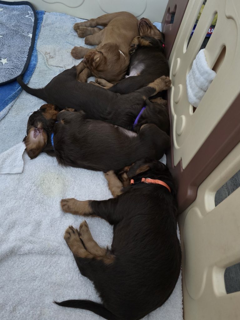 A Busy Day for the Pups ❤️🐾