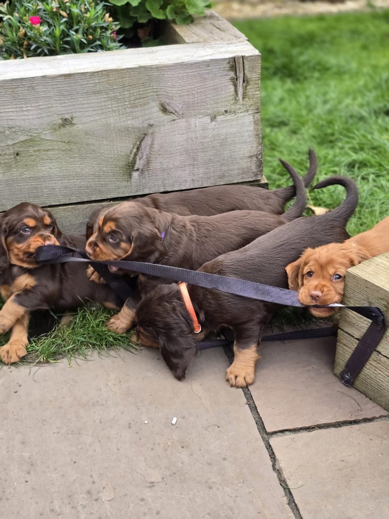 When one starts, the others soon follow…