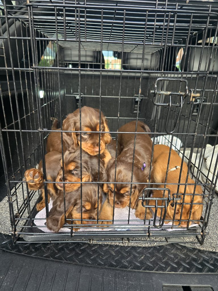 First little road trip! 🚗🐾