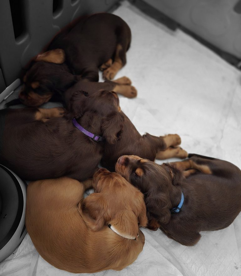 Going to miss these little puddings!