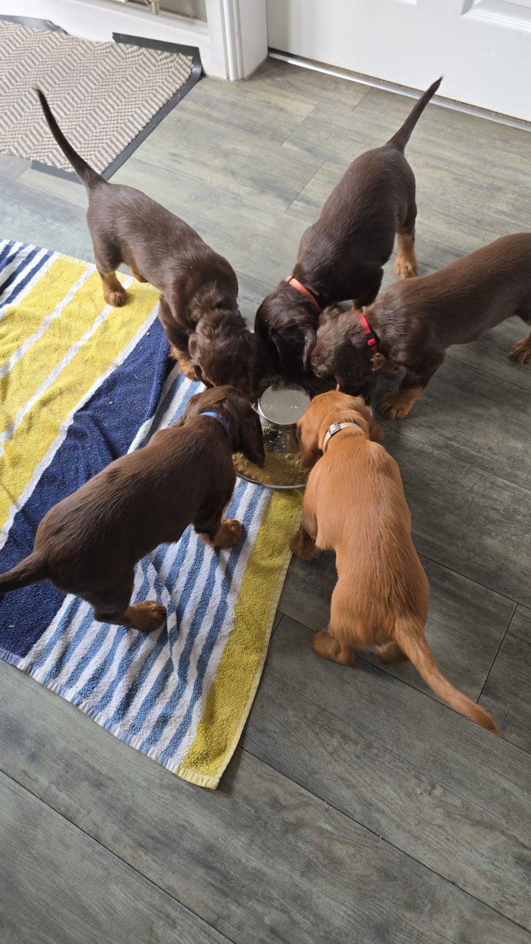 Big appetites, but still room for mummy’s milk! 🐾