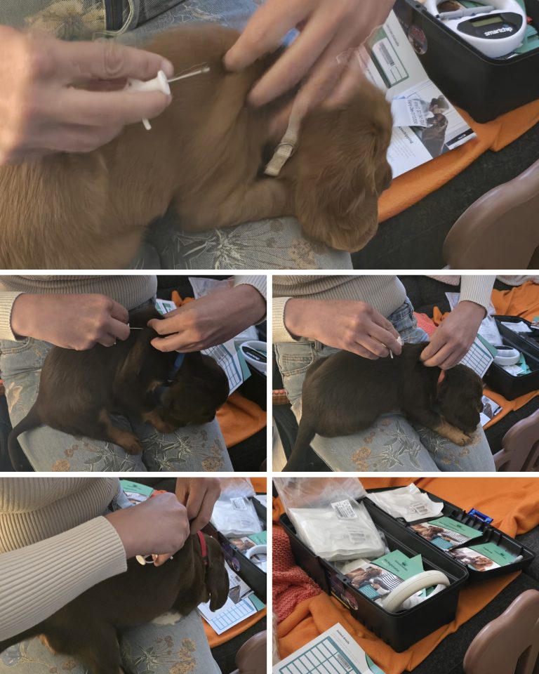 Getting ready for their forever homes 🥹